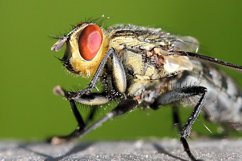 Flesh Fly (Sarcophagidae sp)
